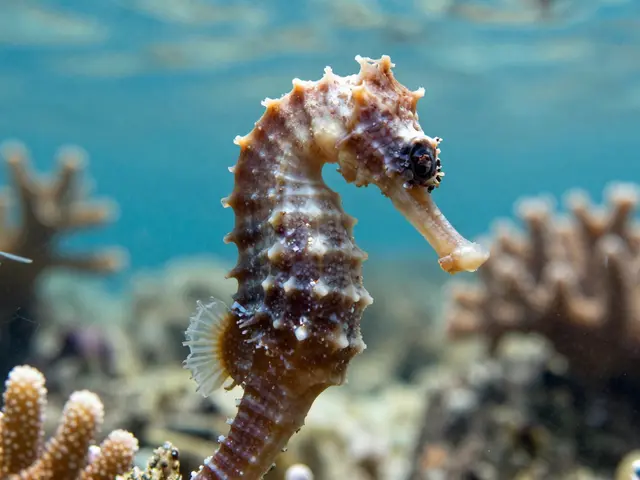 Jak dýchá mořský koník? Skrytá pravda o mořském kolageni a jeho vlivu na kůži