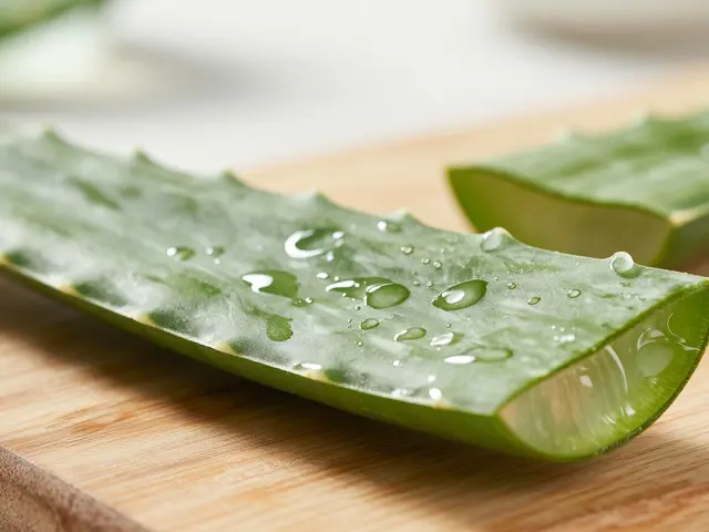 Proč pít Aloe vera? Účinky, dávkování a bezpečné použití pro zdraví i pleť